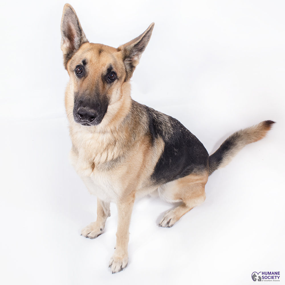 Adopt a friend: Hunter